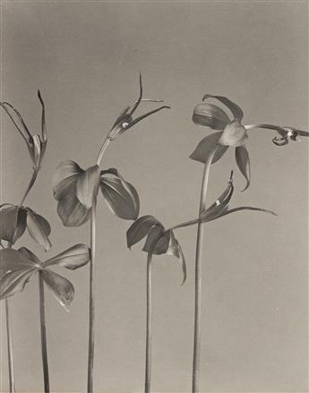 EDWIN HALE LINCOLN (1848-1938) A suite of 14 delicate botanical studies from Wild Flowers of New England.